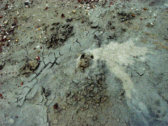 Photo of mud pots. Photo of mud pots.